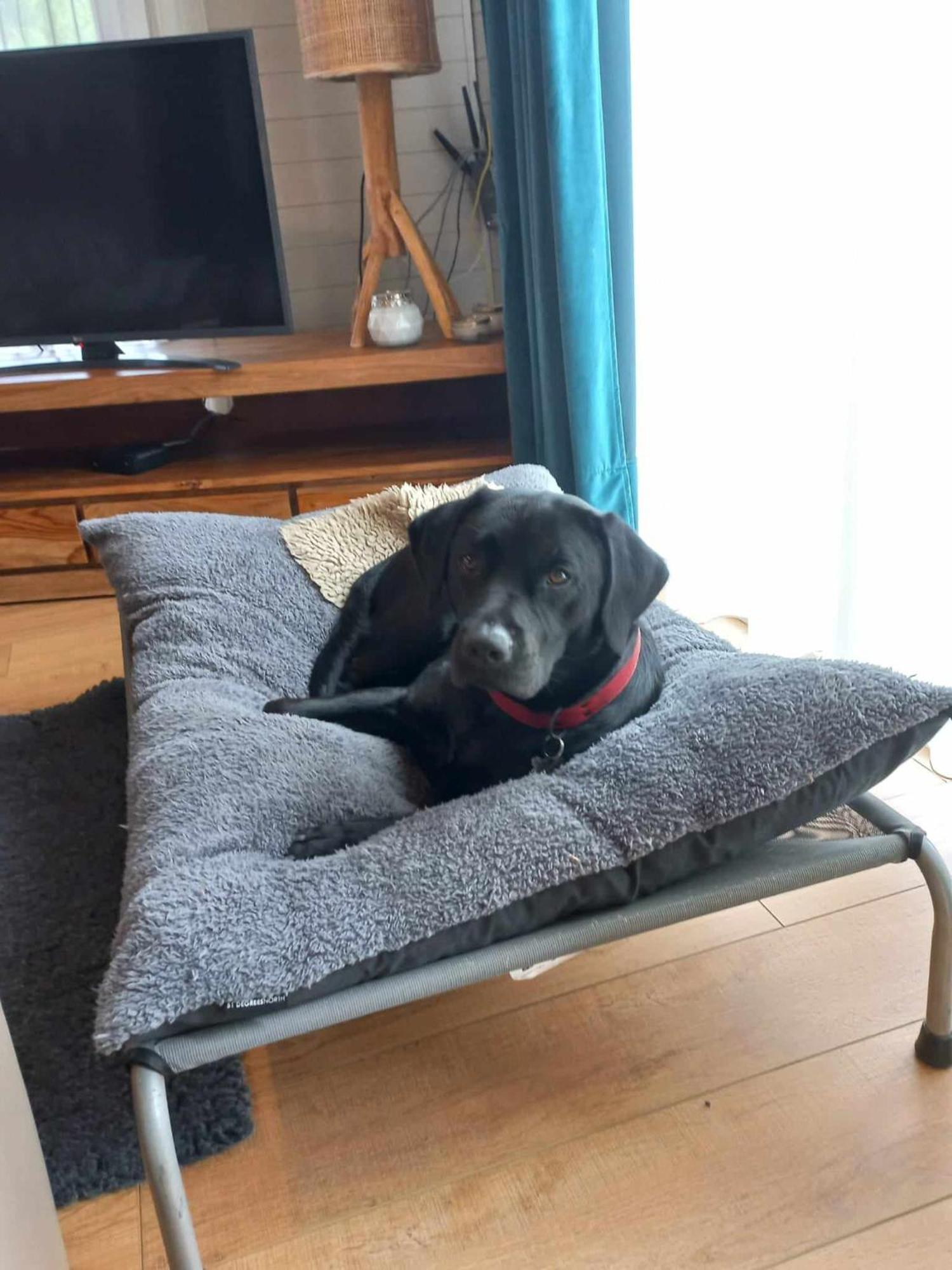 Le Mont Celeste Dogs Friendly Nonceveux 外观 照片